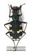 Comb3008-15zL6cr.jpg
