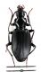 Comb3012-30zL6cr.jpg