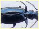 Microlestes 2,8 mm. - Anzio 23.8.2020 -- (3).JPG