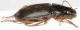 Carabidae3.JPG