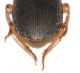 Carabidae4.JPG