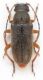 Cortodera ranunculi 004.jpg