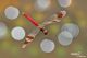sympetrum pedemontanum165a.jpg