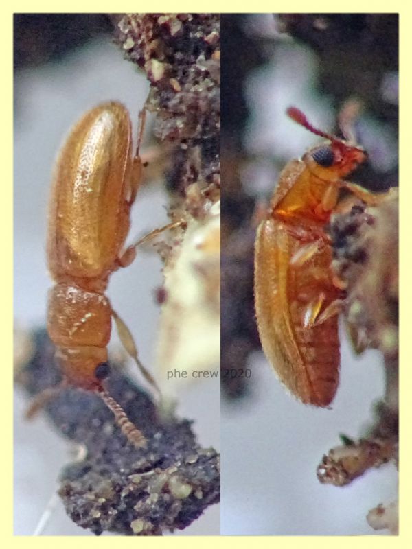 prob Cryptophagidae - Cryptophilus integer - circa 1,8 mm. - Anzio 23.8.2020 - (9).JPG