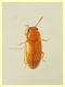 prob Cryptophagidae - Cryptophilus integer - circa 1,8 mm. - Anzio 23.8.2020 - (1).JPG