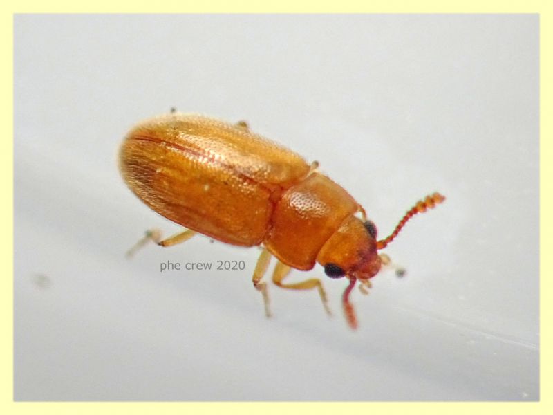 prob Cryptophagidae - Cryptophilus integer - circa 1,8 mm. - Anzio 23.8.2020 - (3).JPG