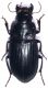 Harpalus caliginosus 1.jpg
