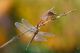 Sympetrum-sp--2.jpg