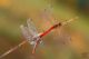 Sympetrum-sp--3.jpg