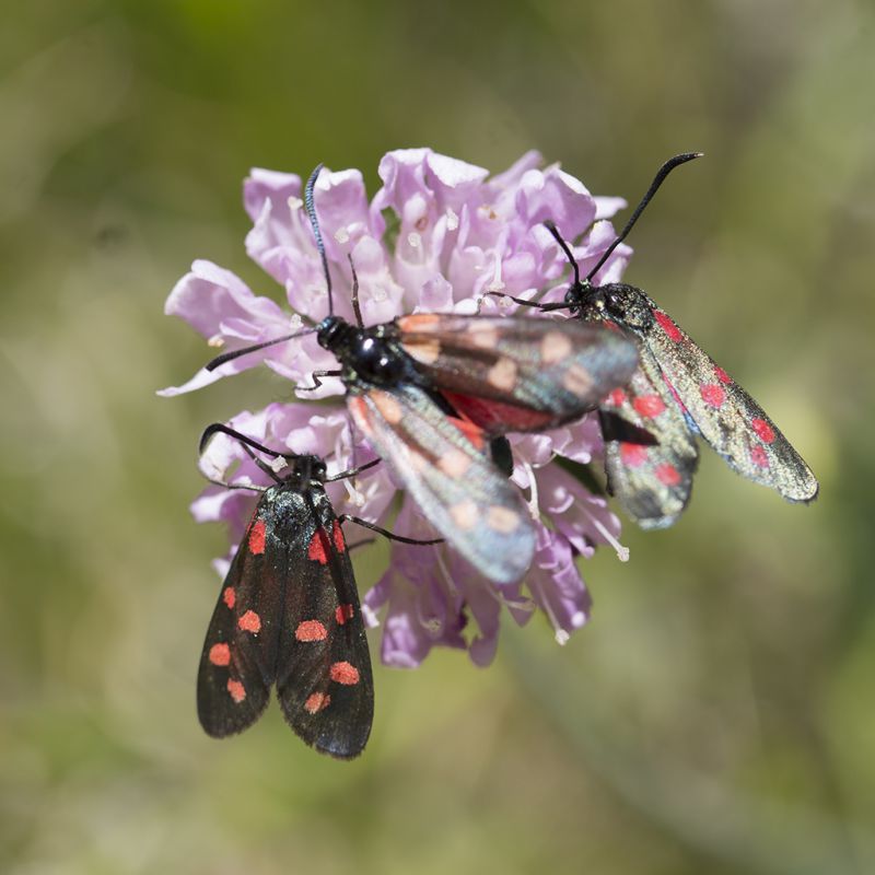 Zygaena filipendulae.jpg