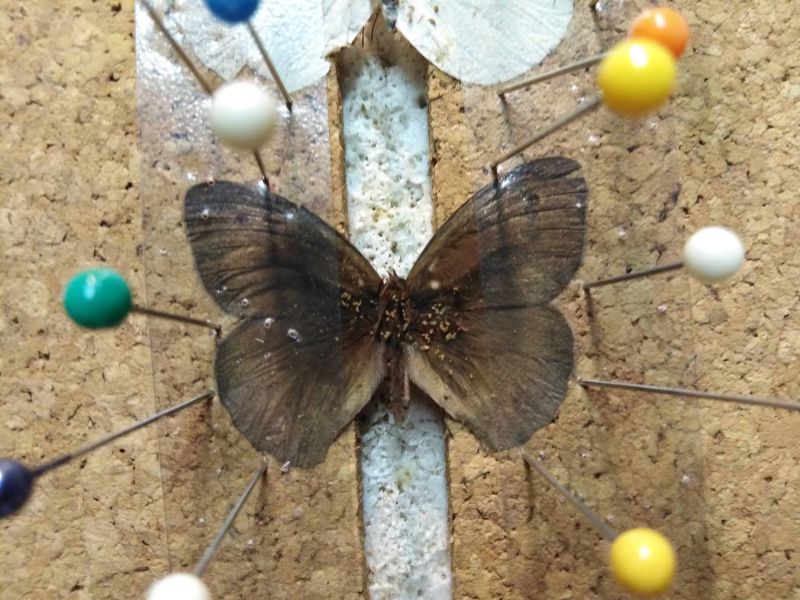 Erebia-min.jpg