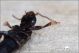 Quedius_sp_Staphylinidae_3317.jpg