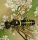 DSCF4424.jpg