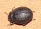 IMG_6911 copie.JPG