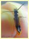 Meloidae - Posta Fibreno - dal 3 al 8.9.2020 - (4).JPG
