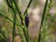 Sphenoptera_antiqua_Monte_Morra_13-VII-2010.jpg
