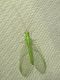 Chrysopa01_Serrone_15-VII-2010.jpg