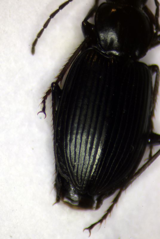 Agonum sp.(part).jpg