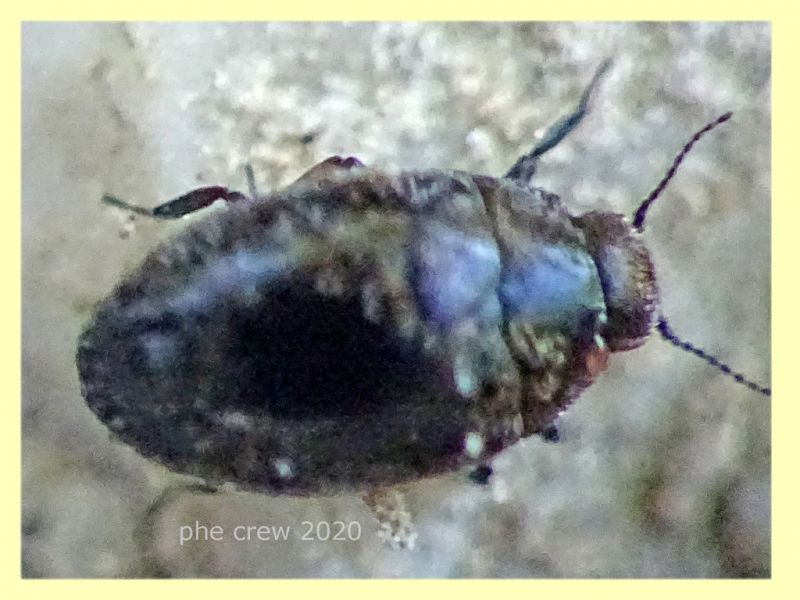 1 probabile Buprestidae - Posta Fibreno FR - dal 3 al 8.9.2020 - (5).JPG