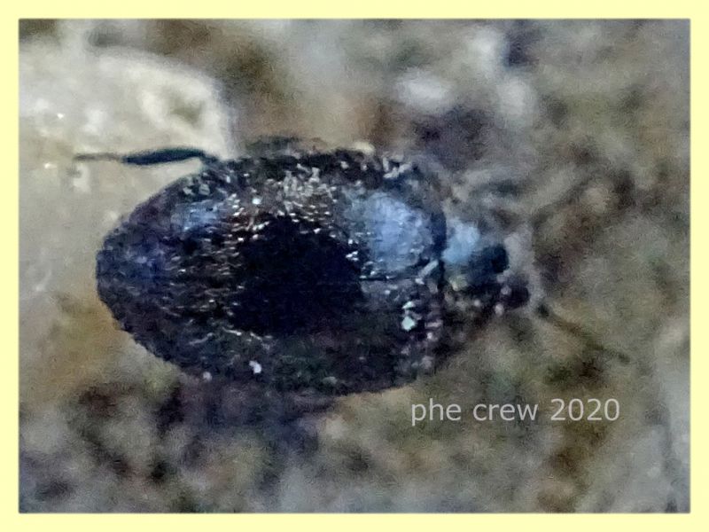 2 probabile Buprestidae - Posta Fibreno FR - dal 3 al 8.9.2020 - (1).JPG