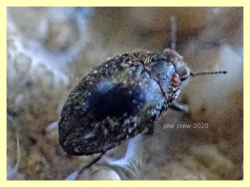 3 probabile Buprestidae - Posta Fibreno FR - dal 3 al 8.9.2020 - (7).JPG