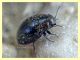 4 probabile Buprestidae - Posta Fibreno FR - dal 3 al 8.9.2020 - (3).JPG