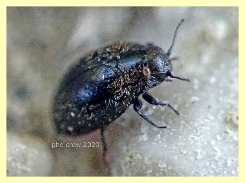 4 probabile Buprestidae - Posta Fibreno FR - dal 3 al 8.9.2020 - (3).JPG