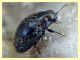 5 probabile Buprestidae - Posta Fibreno FR - dal 3 al 8.9.2020 - (2).JPG
