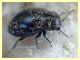 6 probabile Buprestidae - Posta Fibreno FR - dal 3 al 8.9.2020 - (4).JPG