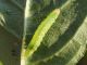 Palpita_vitrealis_larva_1.jpg