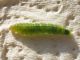 Palpita_vitrealis_larva_2.jpg