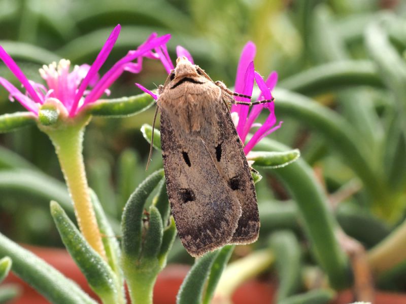 Agrotis_escalmationis_1°_adulto_21_settembre.jpg