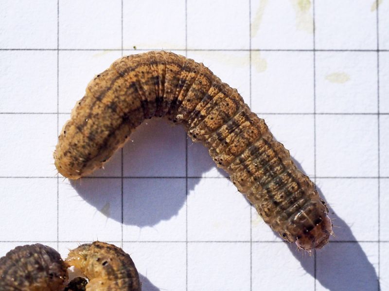 Agrotis_escalmationis_larva_30_agosto.jpg