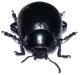 Chrysolina (Threnosoma) inflata 2.jpg