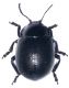 Chrysolina (Threnosoma) inflata 1.jpg