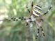 Argyrodes con Argiope succhia vespa e.JPG