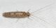 Odontocerum albicorne1.JPG