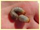 3 larve Cetoniidae 35 mm - 5.8.2020 - (6).JPG
