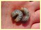 4 larve Cetoniidae 35 mm - 5.8.2020 - (8).JPG