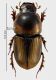 Aphodius (Calocolobopterus) principalis (Harold, 1861) RID1.jpg