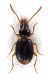 Comb3058-44zL6cr.jpg