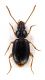 Comb3054-54zL6cr.jpg