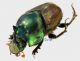 Proagoderus lanista (Castelnau, 1840) 3_4 RID.jpg
