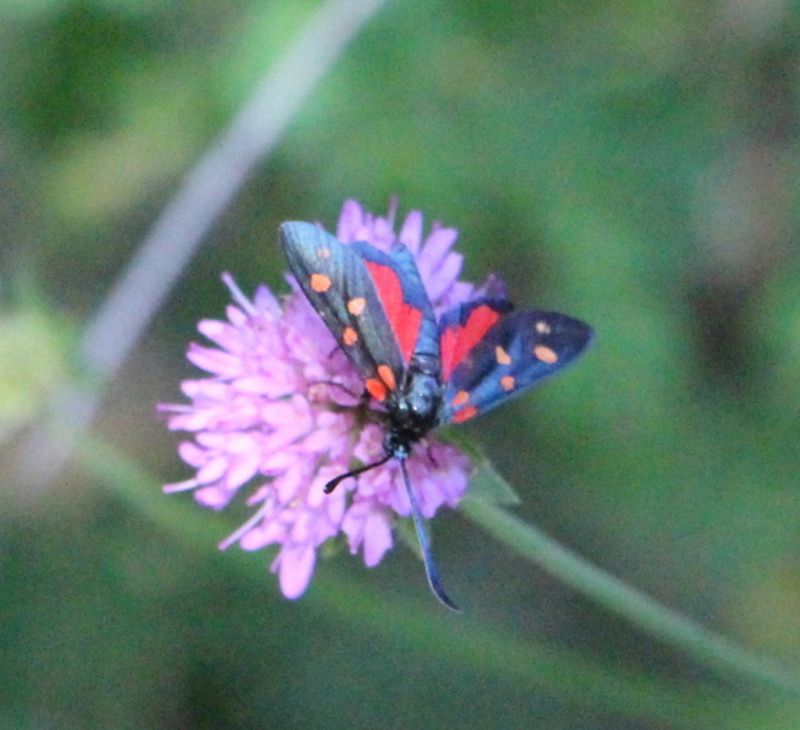 FOTO2Zygaena.JPG