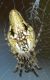 Manzoni 21mg20 005mod.jpg
