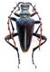 Akimerus berchmansi_male 009.jpg