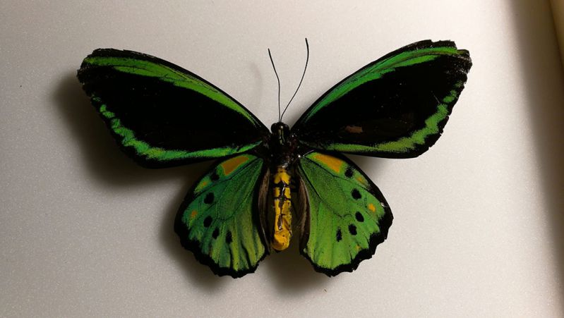 Ornithoptera copia.jpg