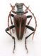 Akimerus berchmansi_male 011.jpg