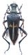 Akimerus berchmansi_female_001.jpg