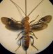 Braconidae 002 A.jpg